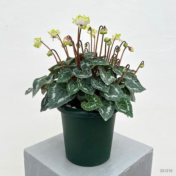 シクラメン：抹茶ラテ5号鉢植え