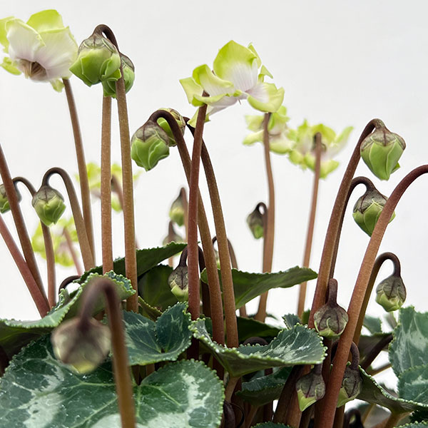 シクラメン：抹茶ラテ5号鉢植え