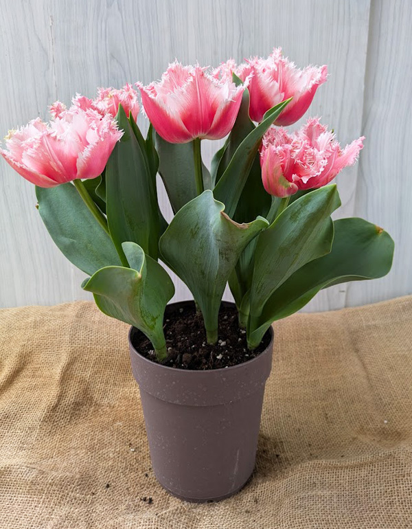 [26年2月中下旬予約]チューリップ：クイーンズランド（桃八重）5号鉢植え