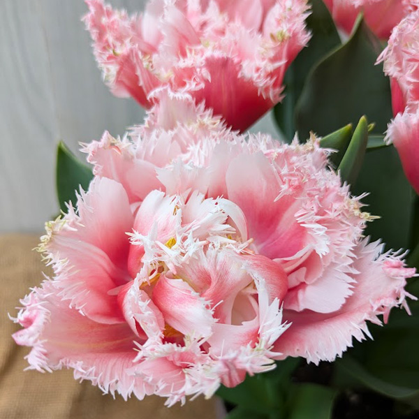 [26年2月中下旬予約]チューリップ：クイーンズランド（桃八重）5号鉢植え