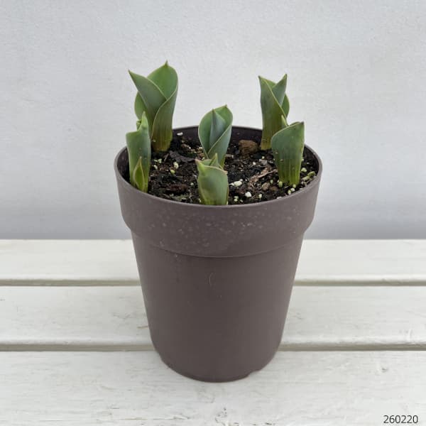 園芸ネット本店｜チューリップ：クイーンズランド（桃八重）5号鉢植え