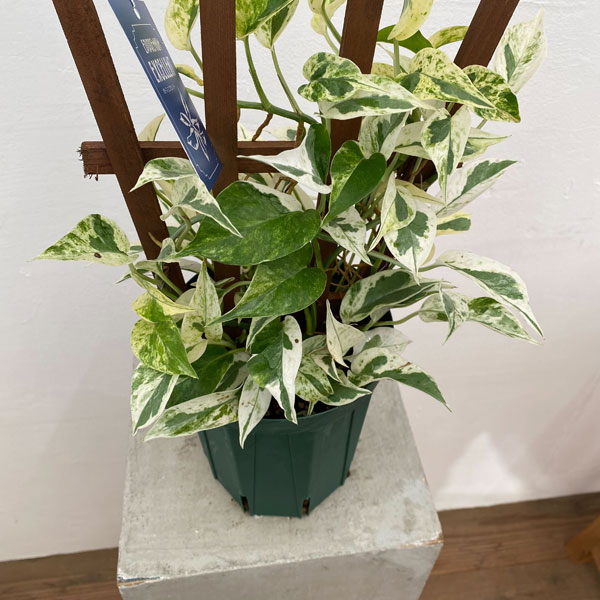 園芸ネット本店｜ポトス：エクセレント（トレリス仕立て） 5号鉢植え