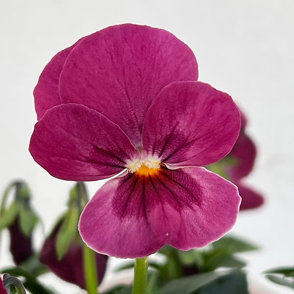 園芸ネット本店｜ビオラ：ソルベ ストロベリーローズ3－3.5号ポット 12