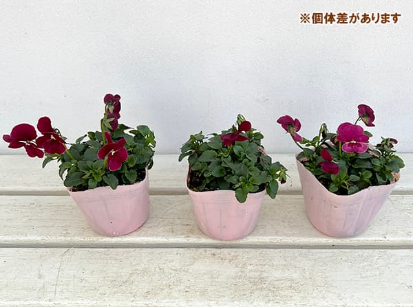 園芸ネット本店｜ビオラ：ソルベ ストロベリーローズ3－3.5号ポット 12