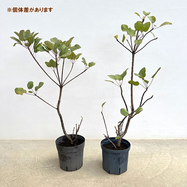 mikateaさん確認用　スモークツリー　オールドファッション mikateaさん確認用 スモークツリー オールドファッション