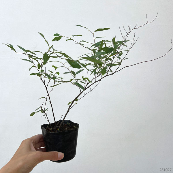 コデマリ:八重咲きこでまり3号ポット