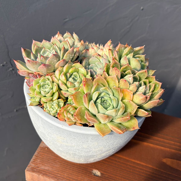 エケベリア:ミックス寄せ植え 4.5号鉢植え