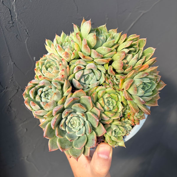 エケベリア:ミックス寄せ植え 4.5号鉢植え