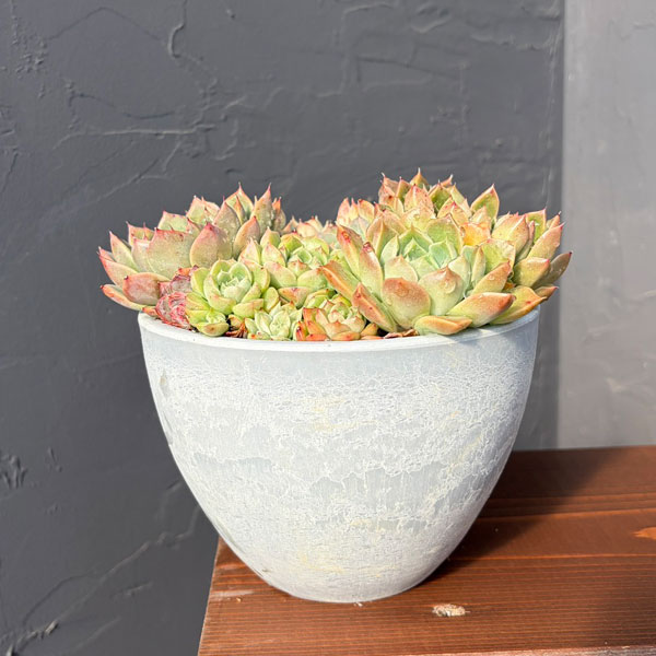 エケベリア:ミックス寄せ植え 4.5号鉢植え