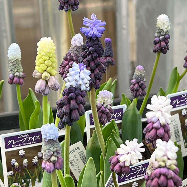 ムスカリ：グレープアイス3～4球植え3.5号ポット