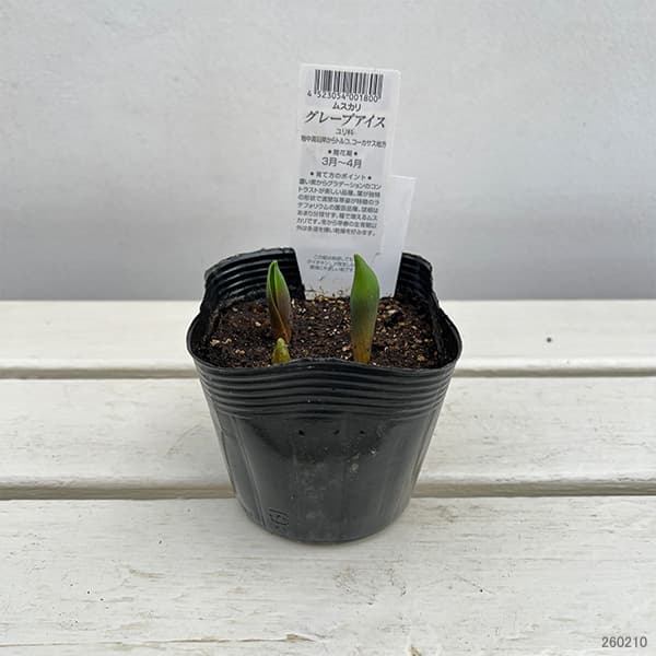 ムスカリ：グレープアイス3～4球植え3.5号ポット