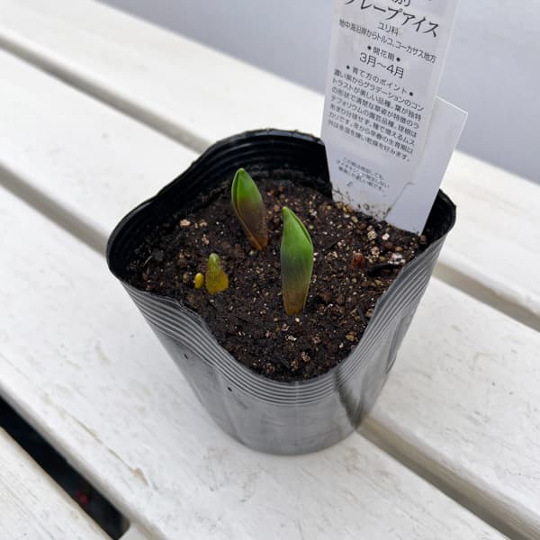 ムスカリ：グレープアイス3～4球植え3.5号ポット