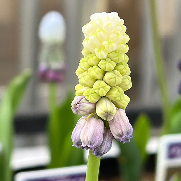 ムスカリ：グレープアイス3～4球植え3.5号ポット