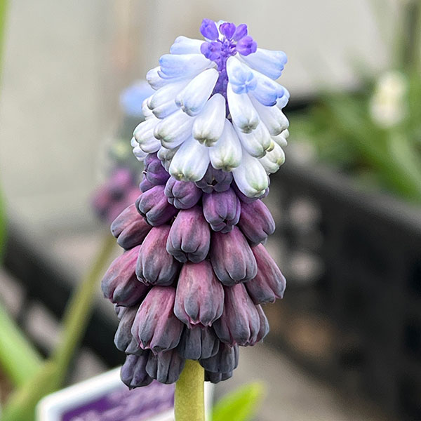 ムスカリ：グレープアイス3～4球植え3.5号ポット