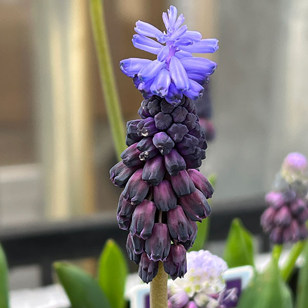 ムスカリ：グレープアイス3～4球植え3.5号ポット