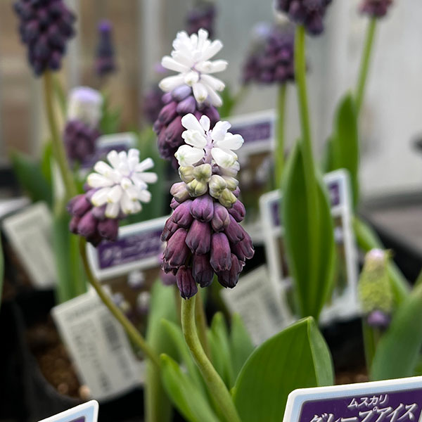 ムスカリ：グレープアイス3～4球植え3.5号ポット