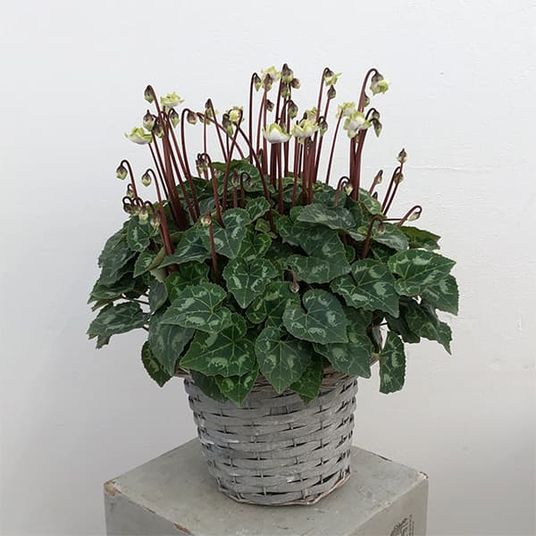 [ギフトに]シクラメン：抹茶ラテ5号鉢植えカゴ入り／グレー
