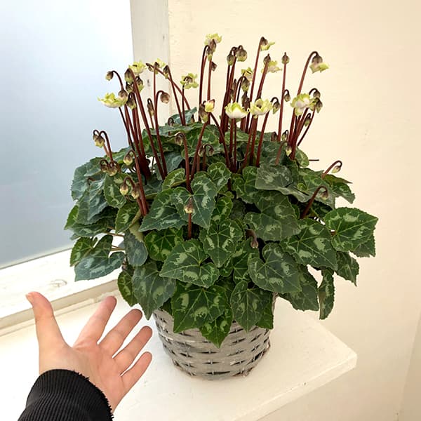 [ギフトに]シクラメン：抹茶ラテ5号鉢植えカゴ入り／グレー