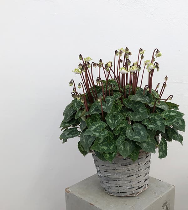 Room335様確認専用！！原種シクラメン Room335様確認専用！！原種シクラメン - メルカリ