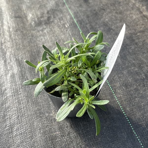 [26年2月中下旬予約]キングフィッシャー デージー 3-3.5号ポット