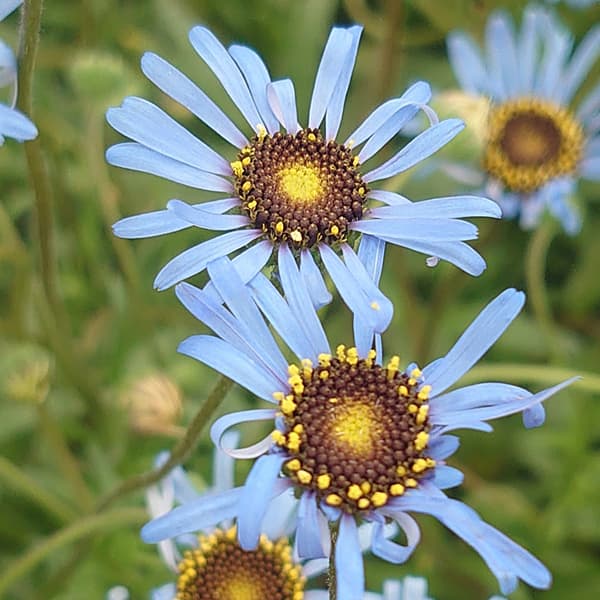 [26年2月中下旬予約]キングフィッシャー デージー 3-3.5号ポット