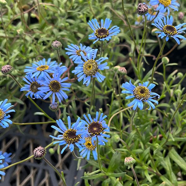 キングフィッシャー デージー 3-3.5号ポット（見元園芸さん自家採種株）