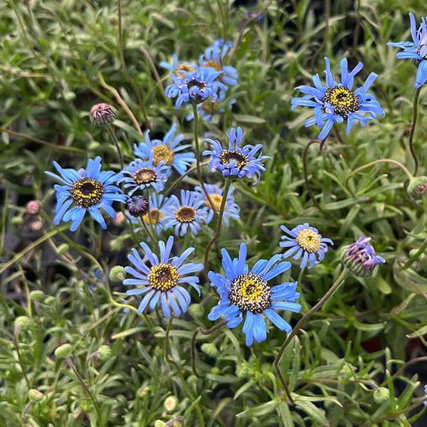 キングフィッシャー デージー 3-3.5号ポット（見元園芸さん自家採種株）