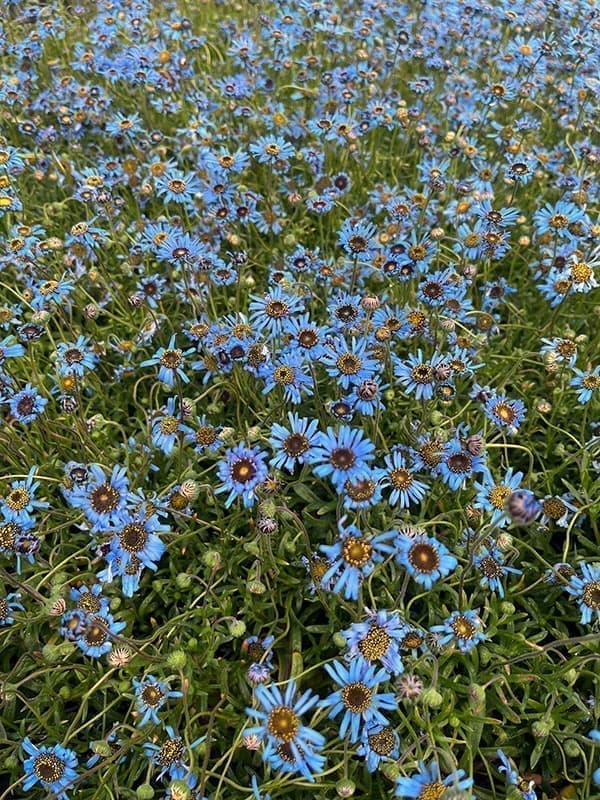 キングフィッシャー デージー 3-3.5号ポット（見元園芸さん自家採種株）