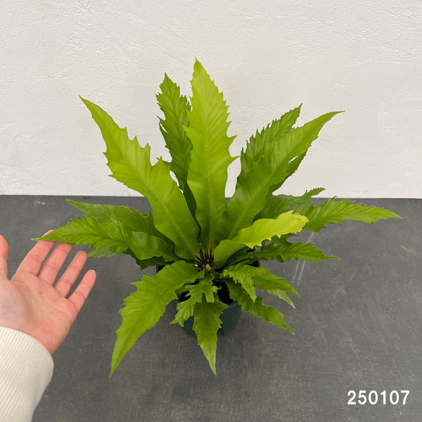 アスプレニウム：ダキラ　5号鉢植え