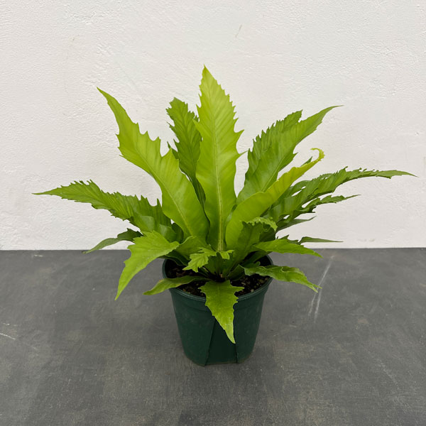 アスプレニウム：ダキラ　5号鉢植え