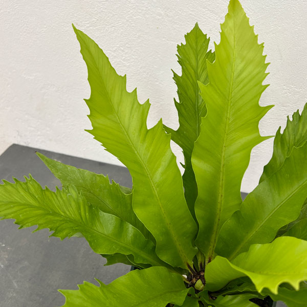 アスプレニウム：ダキラ　5号鉢植え