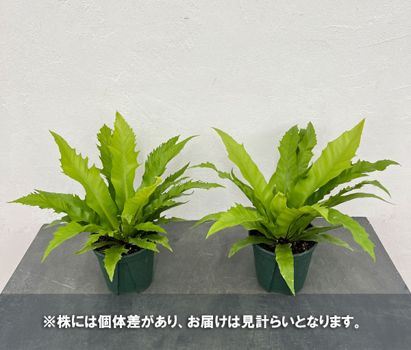 アスプレニウム：ダキラ　5号鉢植え