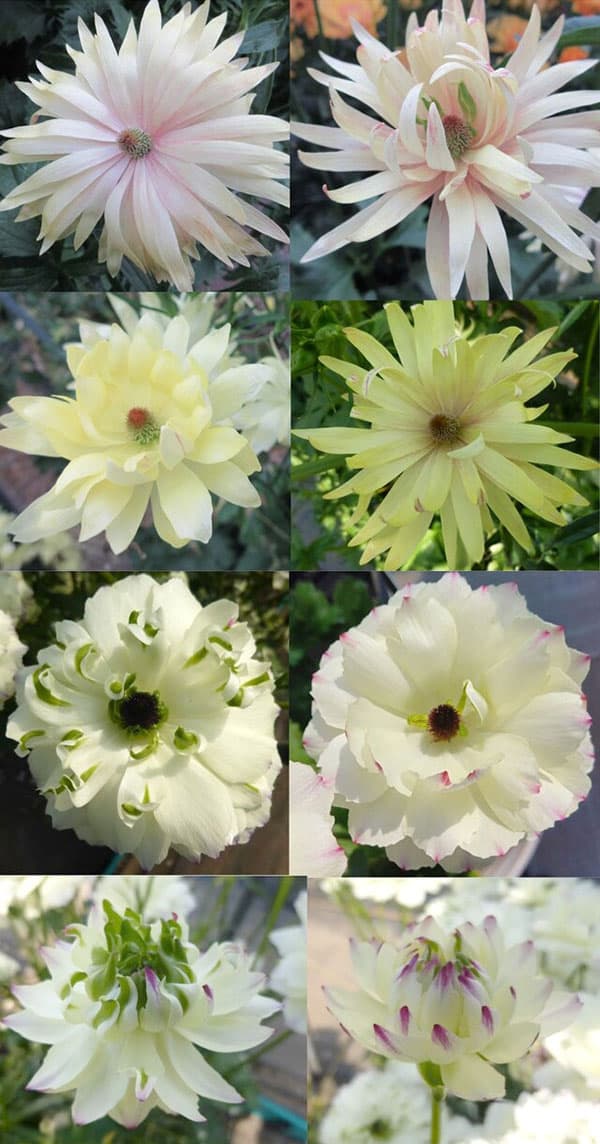 [26年2月中下旬予約]ラナンキュラス：ラックス　品種おまかせ3.5-4号ポット*