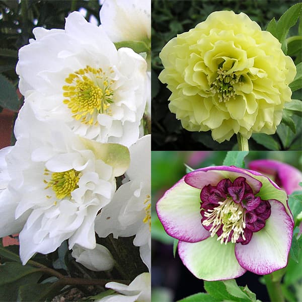 クリスマスローズ・ミヨシの3種セット/原種系ダブルファンタジー・ムーン プリマドレス・チェリーシフォン