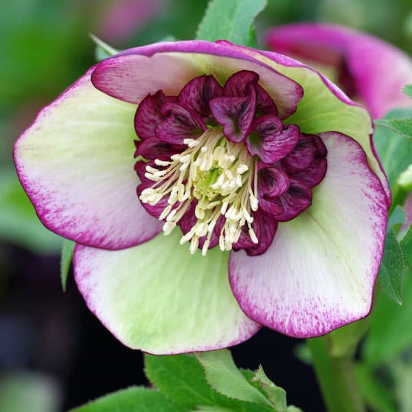 クリスマスローズ・ミヨシの3種セット/原種系ダブルファンタジー・ムーン プリマドレス・チェリーシフォン