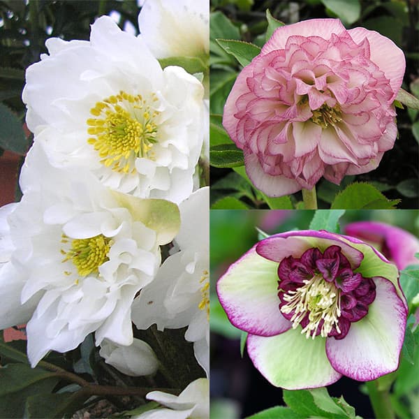 クリスマスローズ:ミヨシの3種セット/原種系ダブルファンタジー・チェリーシフォン・オーロラ プリマドレス