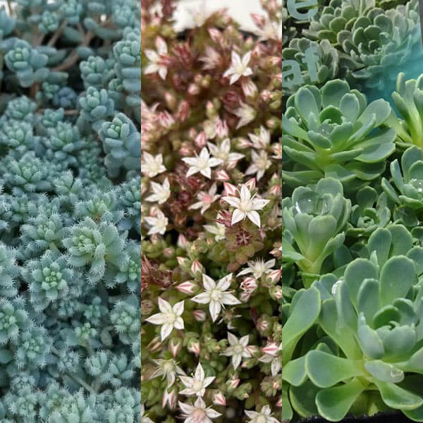 セダム2.5-3号ポット 3種セットE