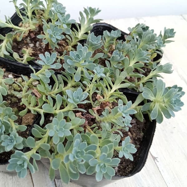 セダム2.5-3号ポット 3種セットE