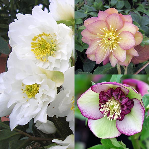 クリスマスローズ:ミヨシの3種セット/原種系ダブルファンタジー・チェリーシフォン・アプリコットジェラート