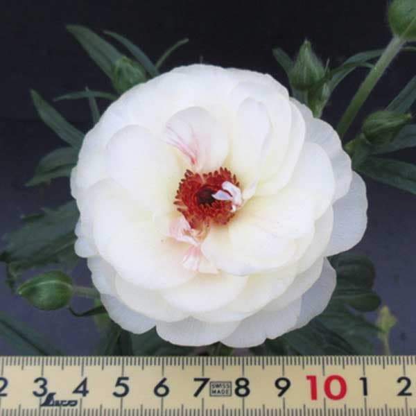 ラナンキュラス：ラックス3種セット／アリアドネ・アフロディーテ・ヘラ