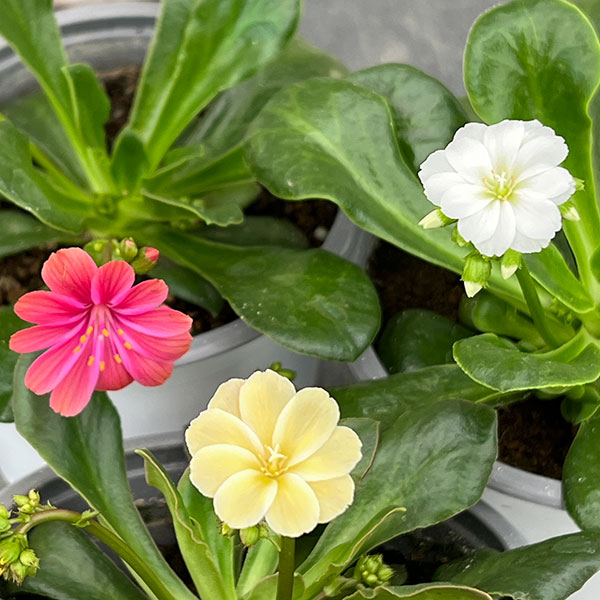 レウイシア：エリーゼ花色おまかせ11ｃｍポット