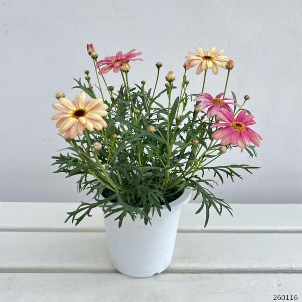 マーガレット：スマッシュ　ピーチアイ4号ポット