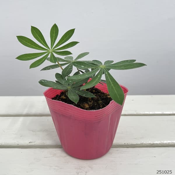 宿根ルピナス：ギャラリー　ピンク3.5号ポット