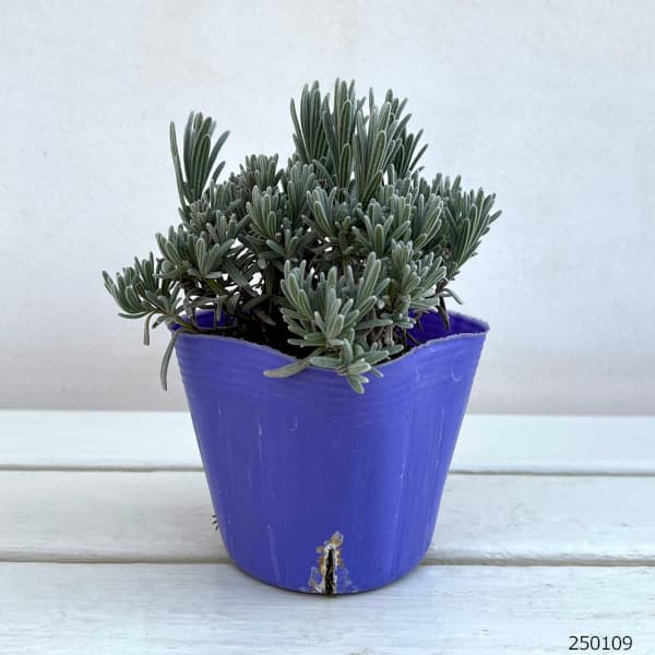 園芸ネット本店｜ラベンダー：ソーヤーズ3.5号ポット の通販【公式】