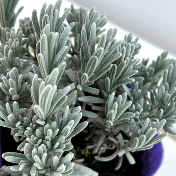 ラベンダー：ソーヤーズ3.5号ポット