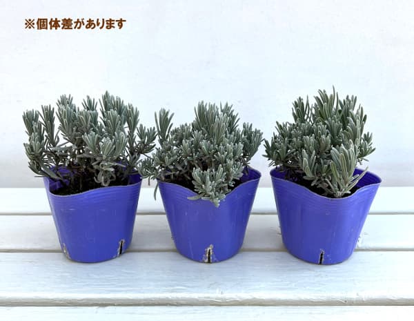 ラベンダー：ソーヤーズ3.5号ポット