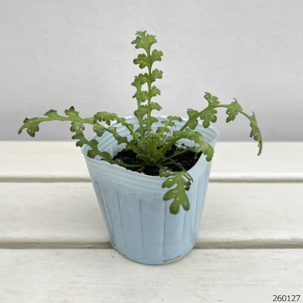 ネモフィラ：ハイズブルー3号ポット