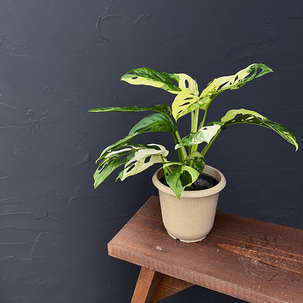 マドカズラ：斑入り　4号25-01