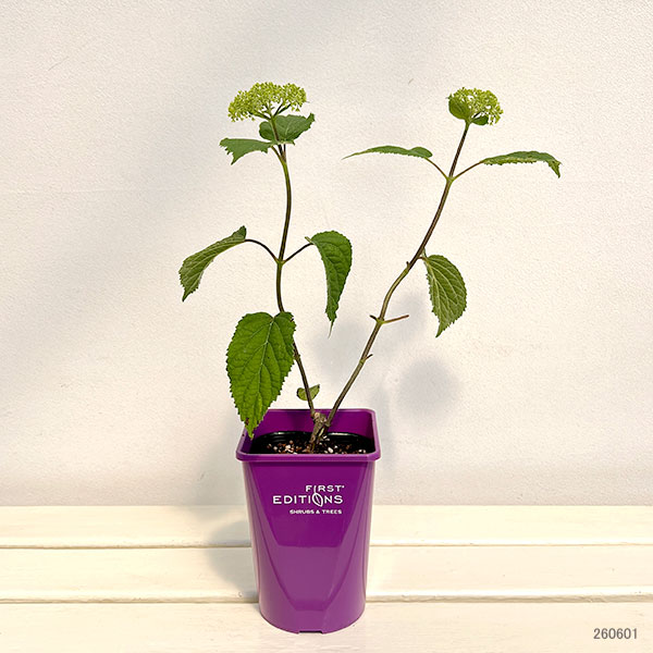 アジサイ（アメリカ）：フラワーフル4号鉢植え*