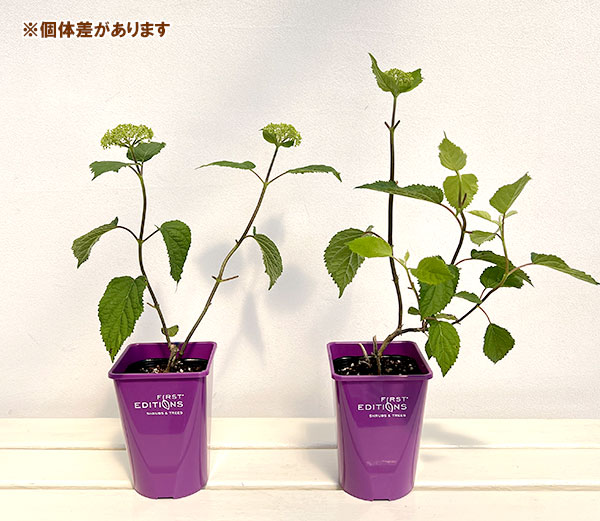 アジサイ（アメリカ）：フラワーフル4号鉢植え*